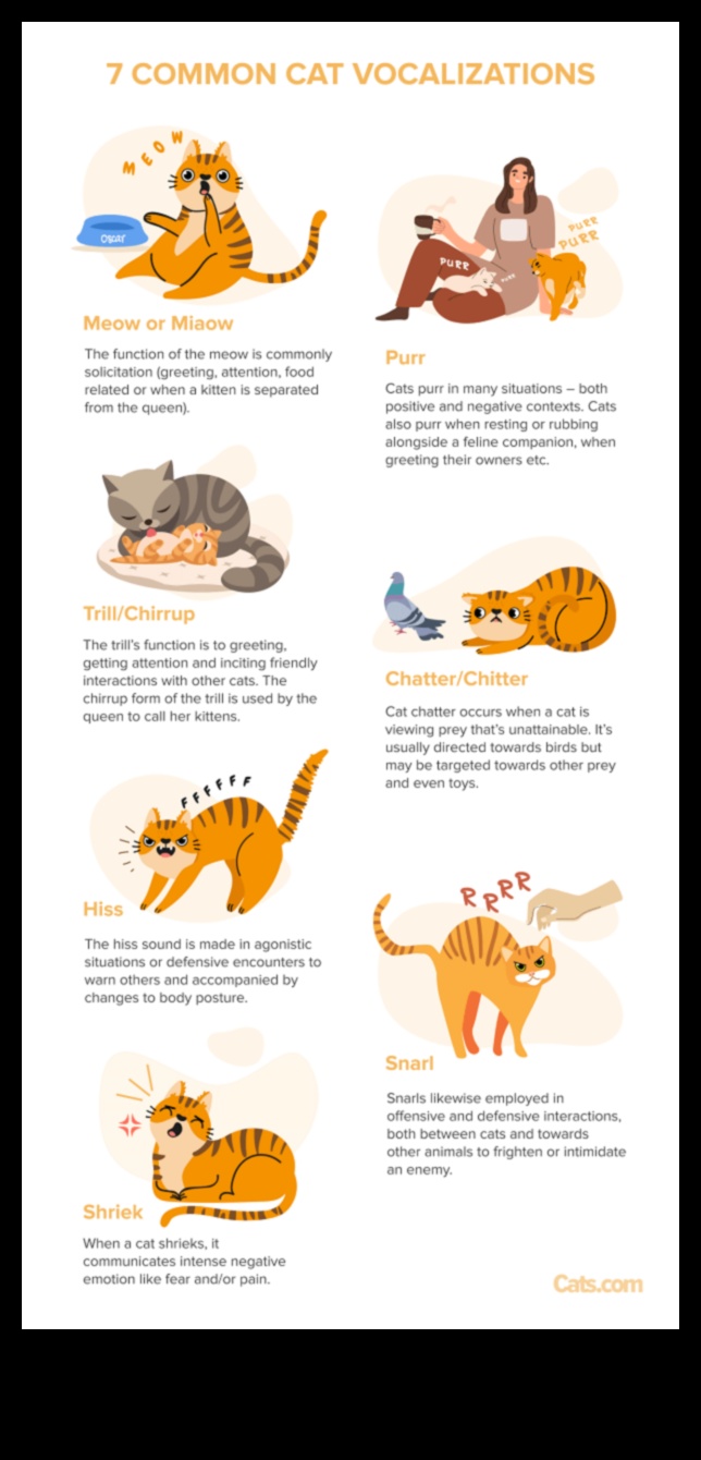 Cat-erwauling Chronicles: Tips for Managing Vocalizations Cat