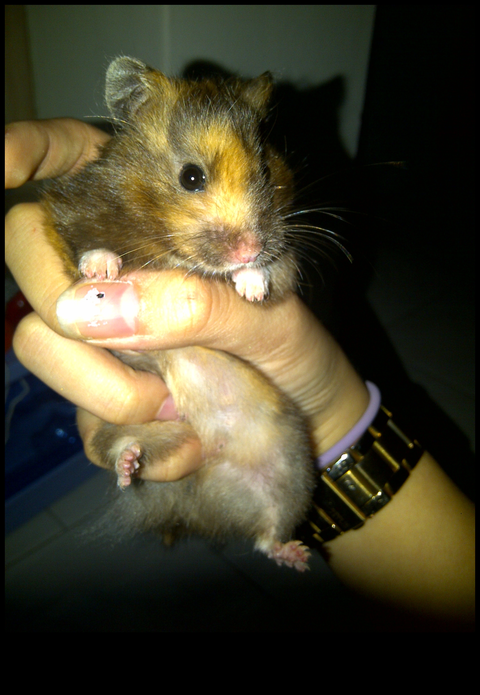 Hamster Genetics Συνέχισε να ξετυλίγει τη γοητεία των χρωμάτων και των μοτίβων 2 Hamster Genetics Continued: Ξετυλίγοντας τη γοητεία των χρωμάτων και των μοτίβων