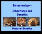Το Hamster Genetics συνέχισε να ξετυλίγει τη γοητεία των χρωμάτων και των μοτίβων