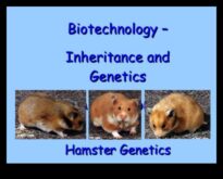 Το Hamster Genetics συνέχισε να ξετυλίγει τη γοητεία των χρωμάτων και των μοτίβων