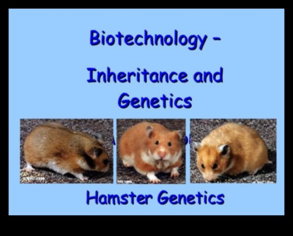 Το Hamster Genetics συνέχισε να ξετυλίγει τη γοητεία των χρωμάτων και των μοτίβων