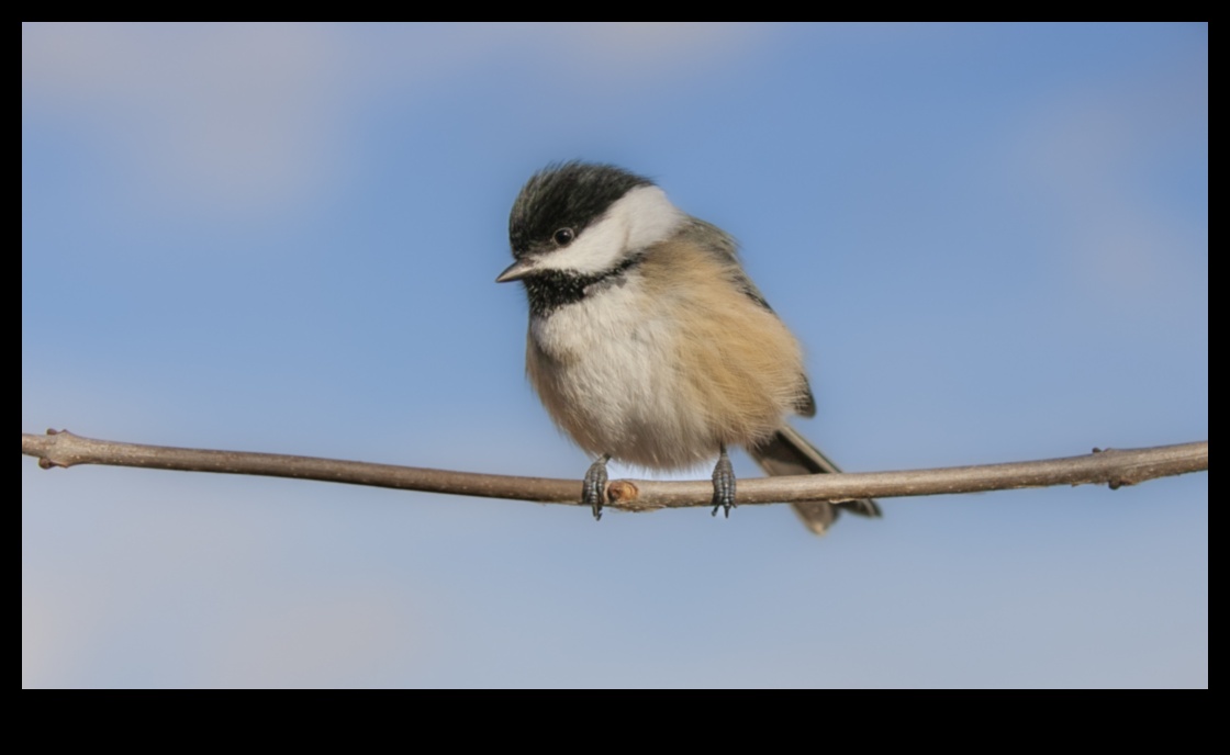 Μαεστρία στη φωτογραφία πτηνών: Προηγμένες τεχνικές για εντυπωσιακές λήψεις
