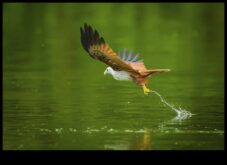 Bird Photography Mastery Advanced Techniques για εκπληκτικές λήψεις