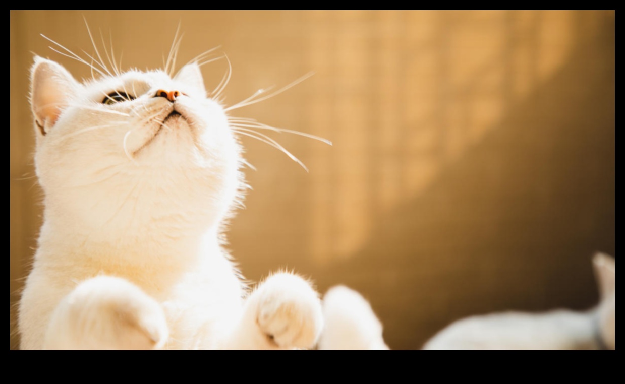 The Purr-suit of Happiness: Εξασφάλιση της ευημερίας της γάτας σας