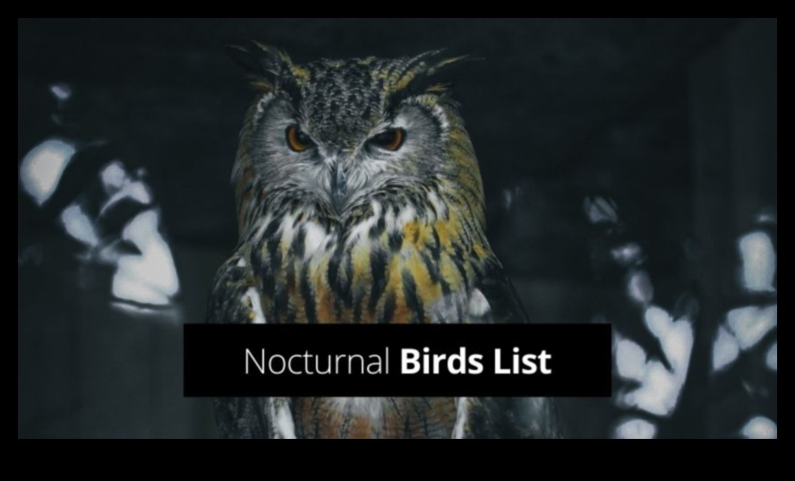 The Night Owl's Guide to Nocturnal Birds