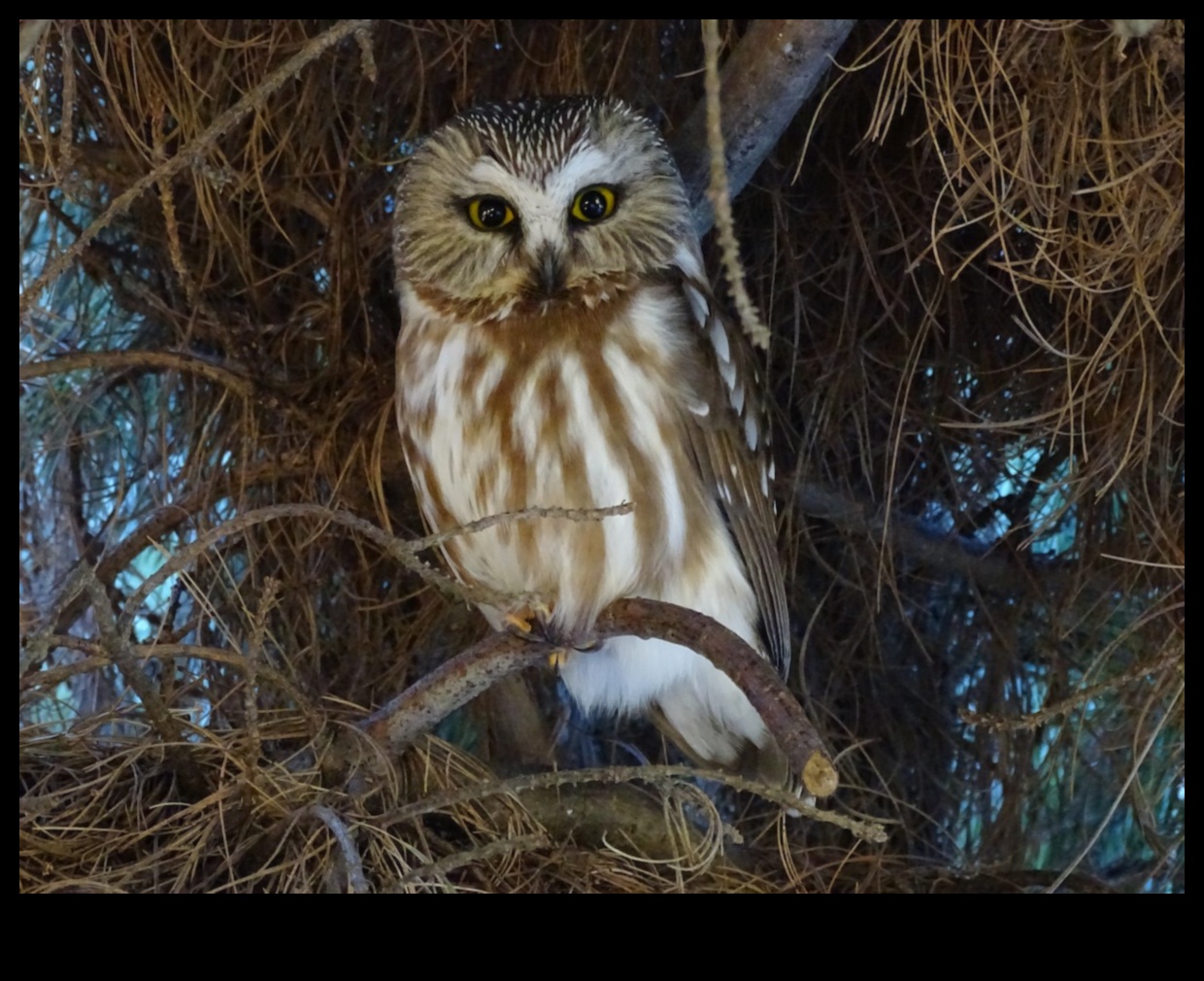 The Night Owl's Guide to Nocturnal Birds