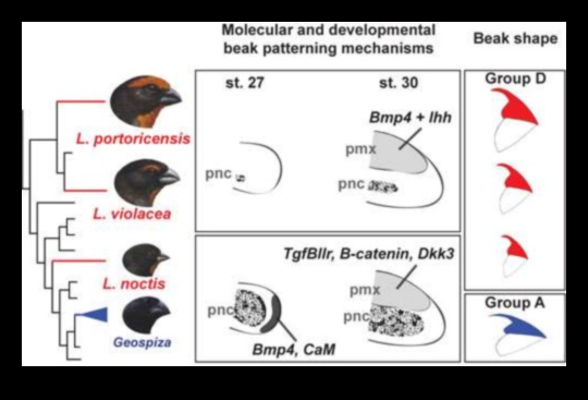 Beakonomics 5.0: Evolutionary Marvels στο Avian Beak Diversity