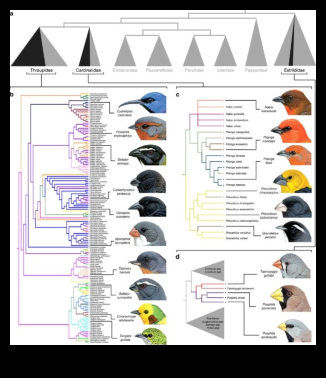Beakonomics 5.0: Evolutionary Marvels στο Avian Beak Diversity