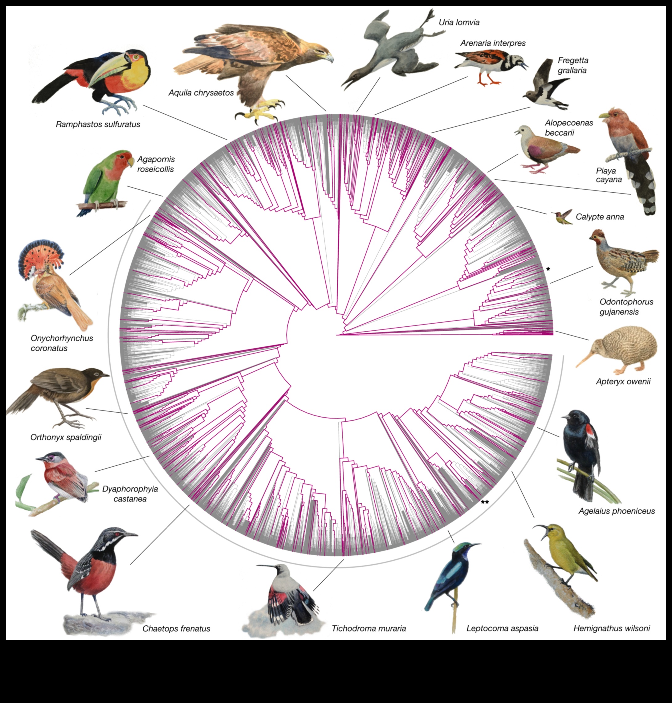 Beakonomics 5.0: Evolutionary Marvels στο Avian Beak Diversity