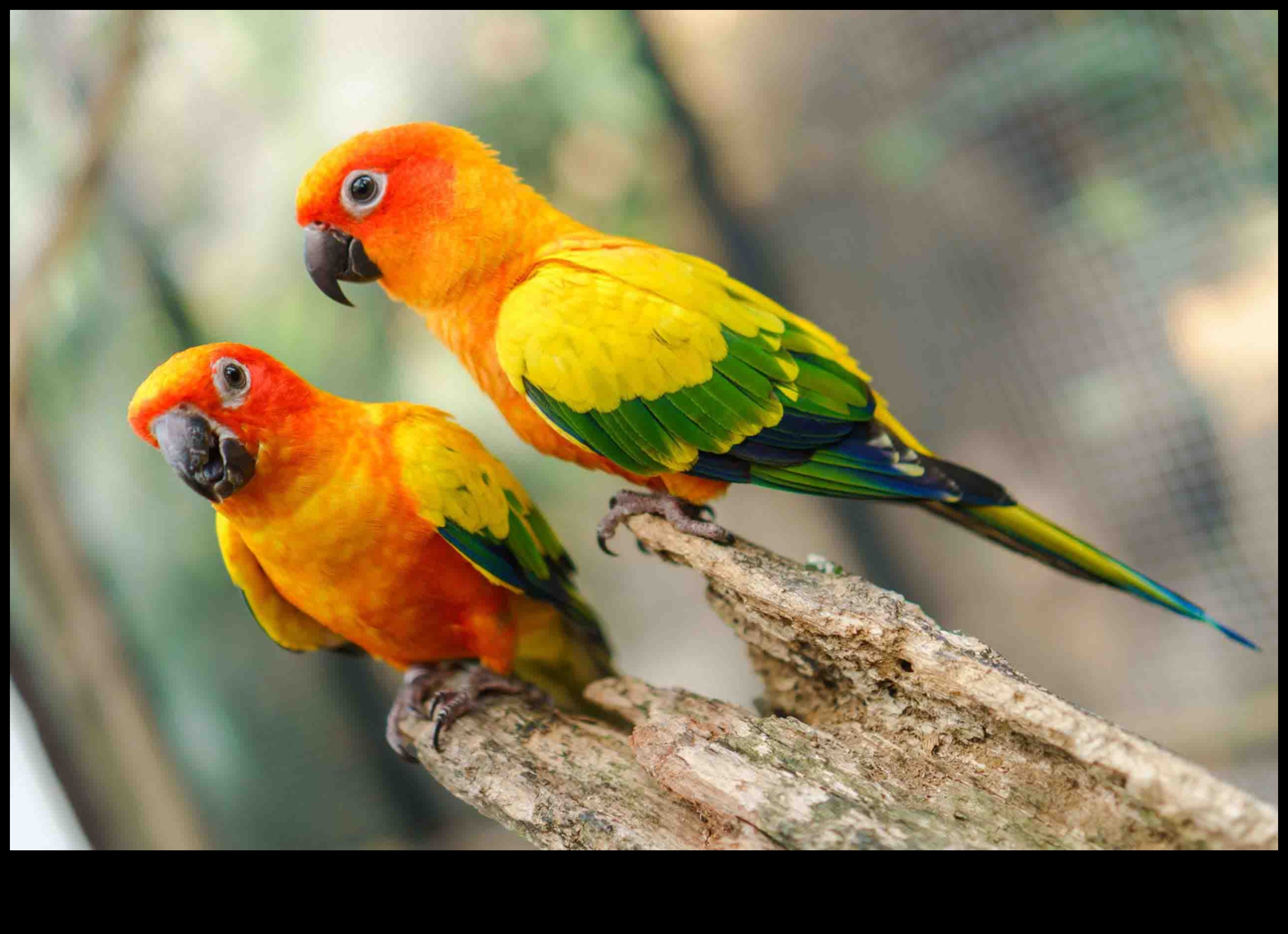Οι Feathered Friends συνέχισαν τις μοναδικές συμπεριφορές δεσμού μεταξύ των πτηνών 2 Φτερωτοί φίλοι Συνέχεια: Μοναδικές Συμπεριφορές Δέσμευσης Μεταξύ Πτηνών