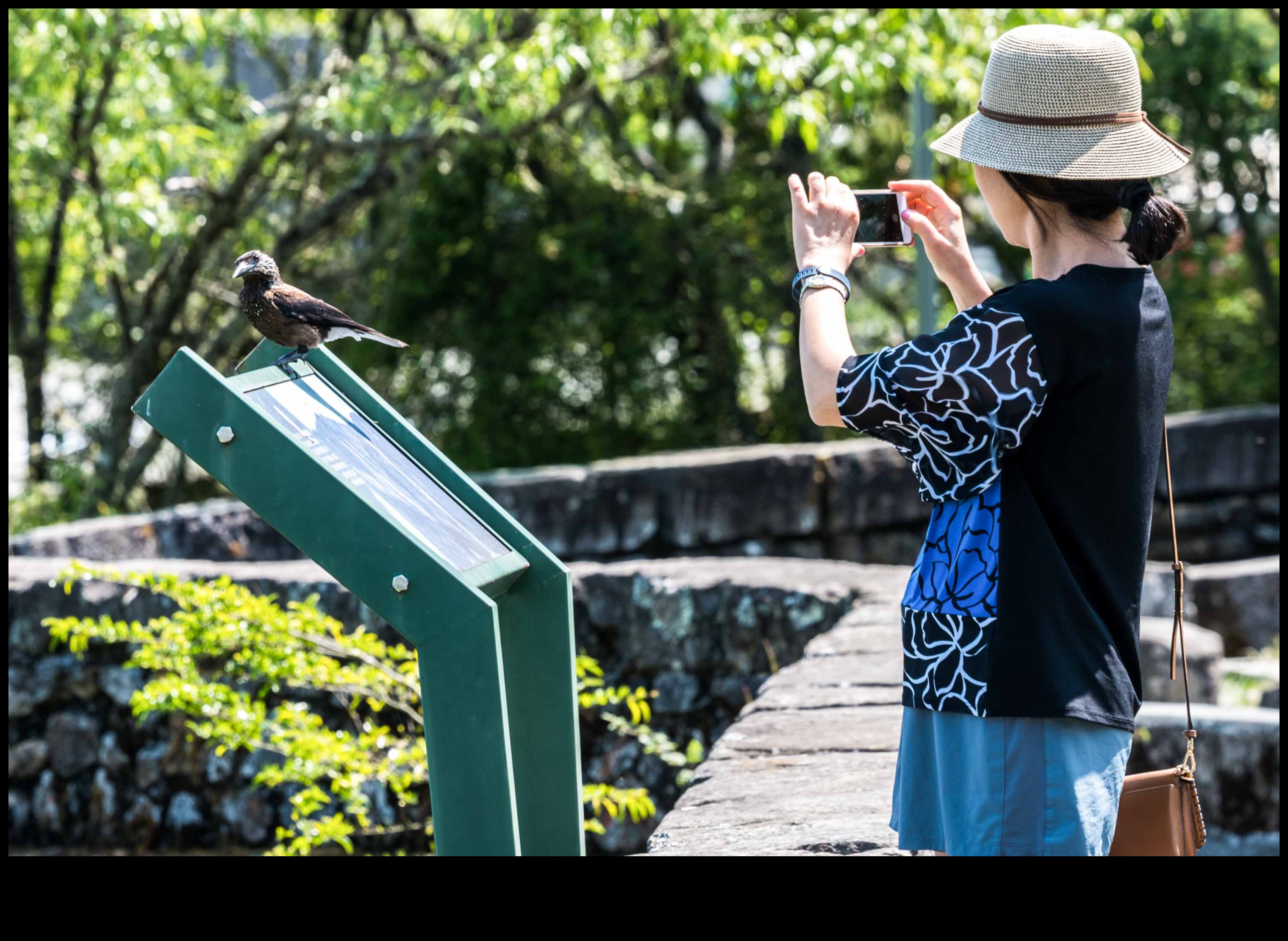 Urban Birding Adventures: Discovering Wildlife in the City