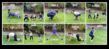 Animal Antics Aerobics Whimsical Kids’ Workouts for Laughs
