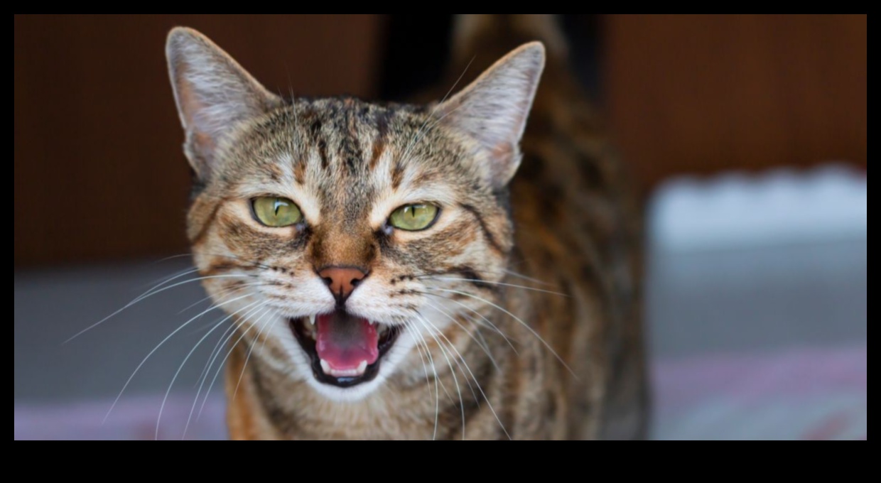 Cat-erwauling Chronicles: Tips for Managing Vocalizations Cat