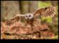 The Night Owl’s Guide to Owls Understanding Nocturnal Raptors