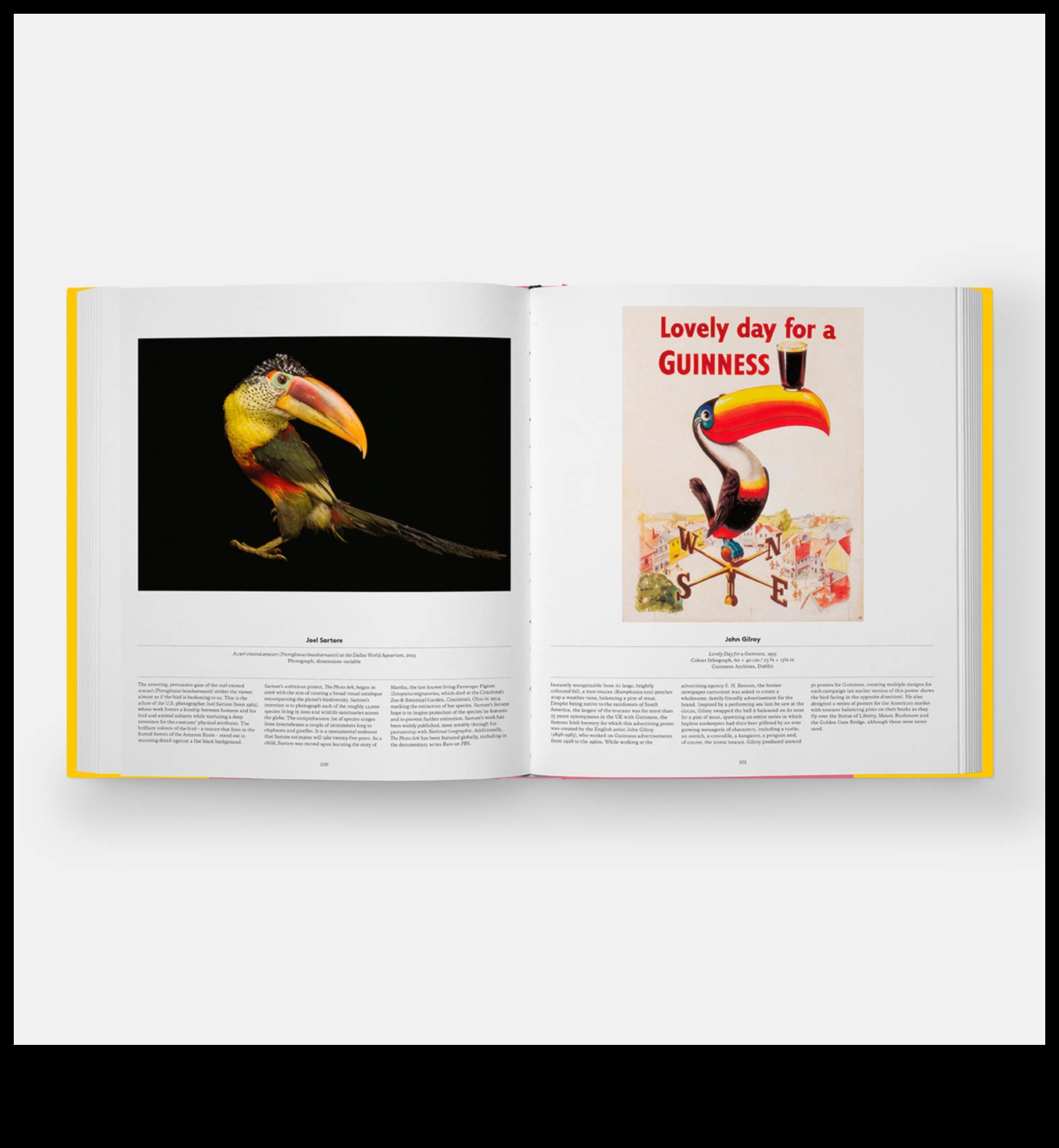 Winged Wonders: Accessorizing Your Pet Bird for Glamour